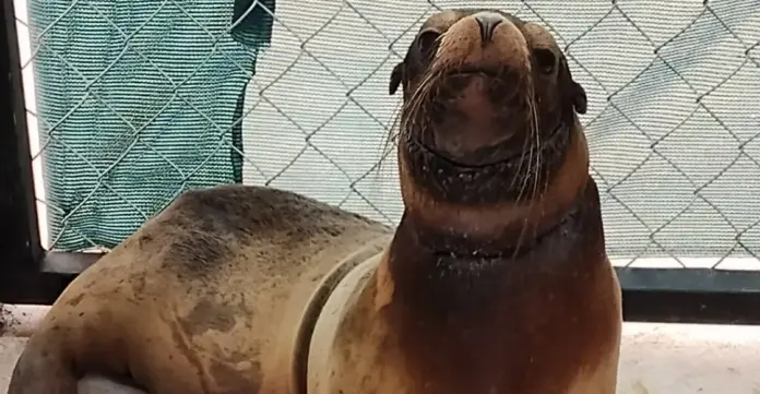Profepa rescata a lobo marino en Sonora; presenta signos de desnutrición