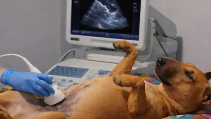 #Video: Perrita viral por serenidad total en visita al veterinario sorprende a internautas