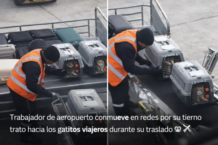 Trabajador de aeropuerto acaricia gatitos viajeros durante traslado en zona de carga